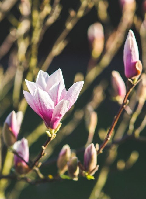 Magnolias blooming in Spring